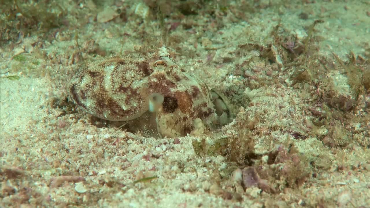 Small octopus close up. Small octopus walks and hides at the bottom of the sea