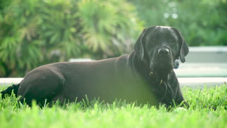 Schwarzer-Labrador-Retriever-Liegt-Im-Gras-Mit-Ball-Und-Blickt-In-Die-Kamera