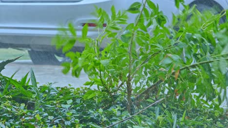 Small-bush-blowing-in-the-wind-and-heavy-rain