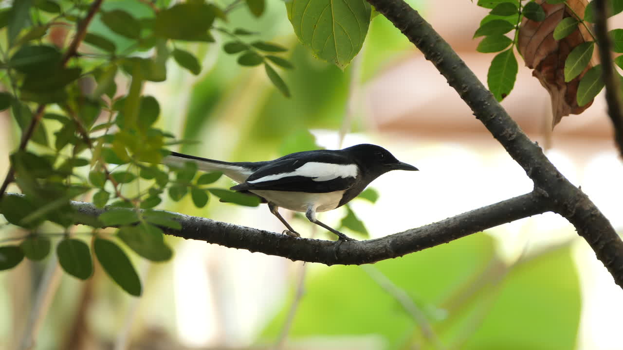 pájaro en una rama, frotando su pico