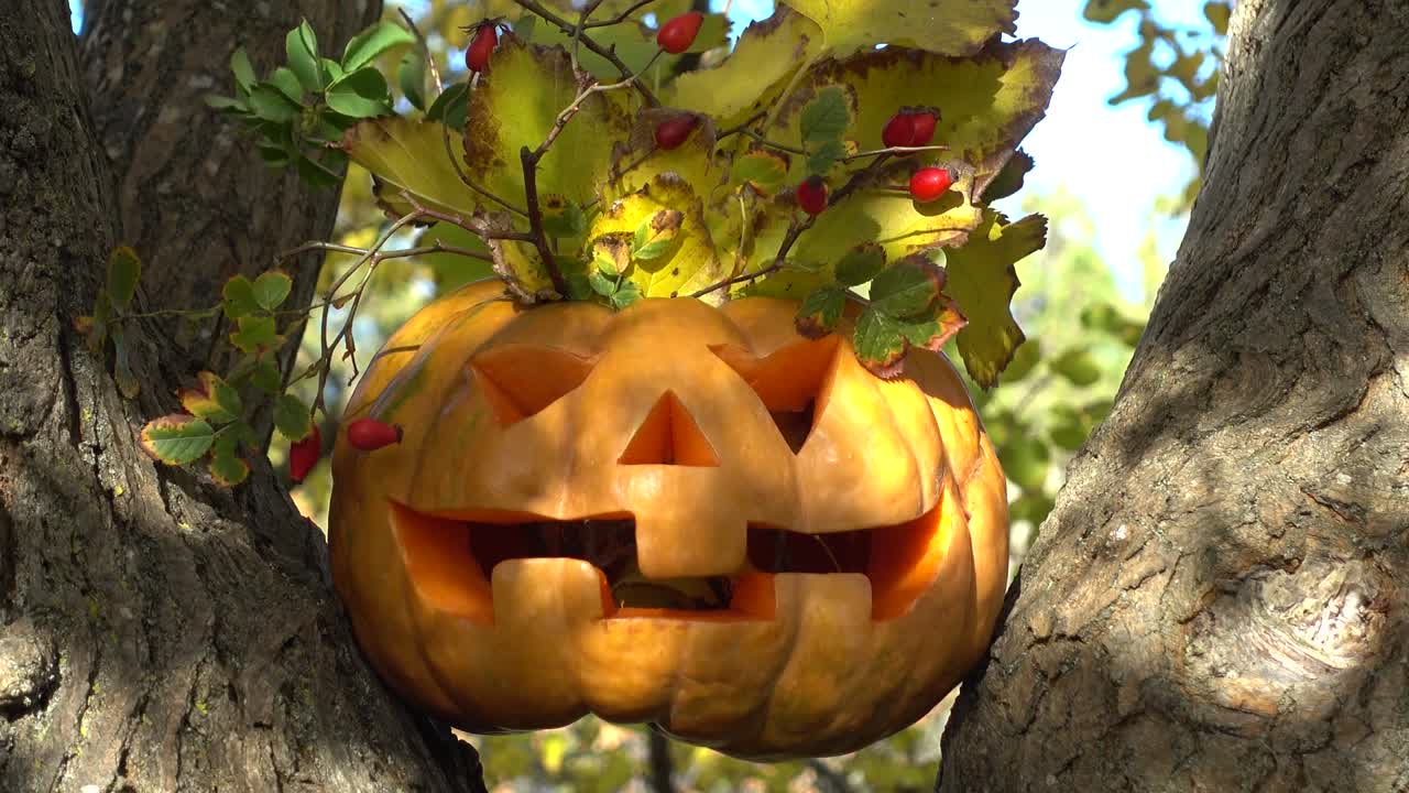 Calabaza de Halloween espeluznante. Fotografiada en un árbol en el bosque.