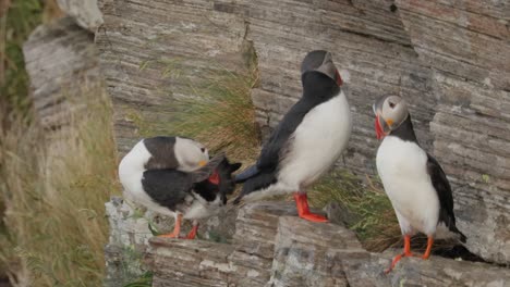 atlantic puffin (fratercula arctica), on the rock on the island of runde (norway).