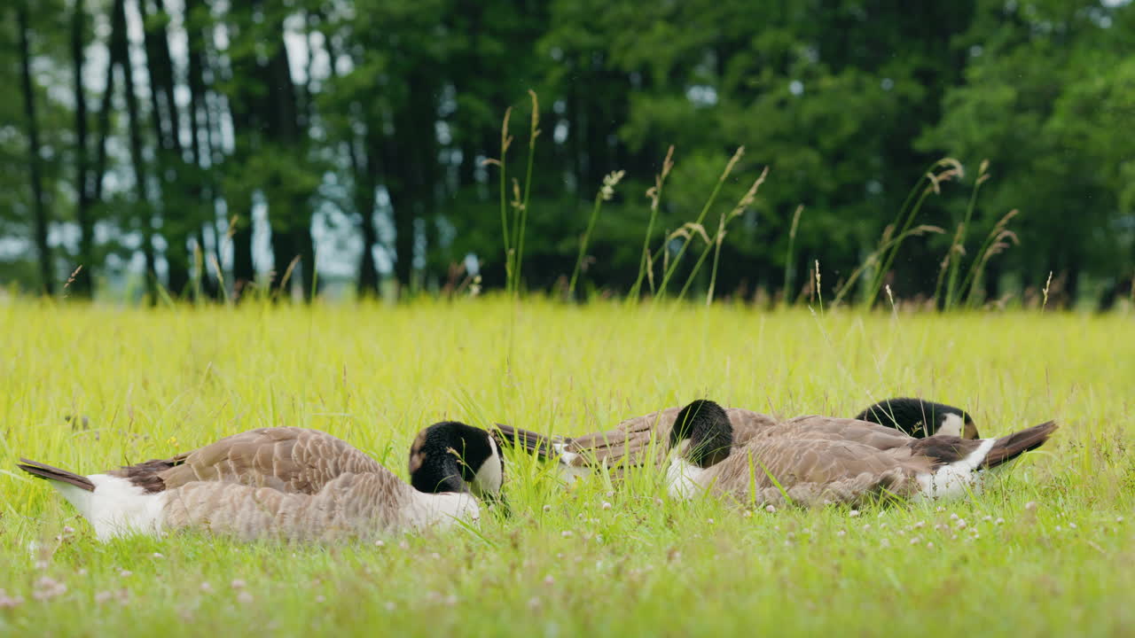 Canada Geese Resting in a Field