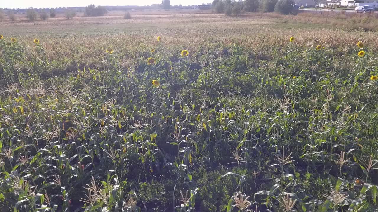 los girasoles brillan al sol y bailan con la brisa mientras un dron captura la escena desde un paso de baja altitud