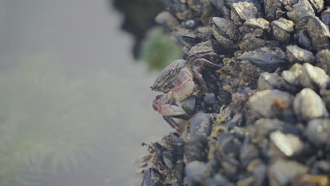 close up of crab walking sideways up wall of mussels