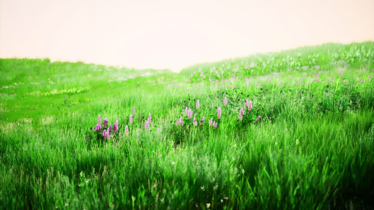 Vibrant green meadow filled with blooming flowers during sunny daylight