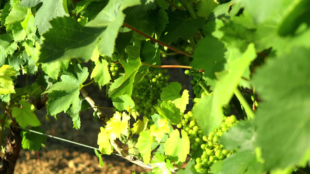 verdicchio 포도원 포도와 나뭇잎 일몰 이탈리아 화이트 와인
