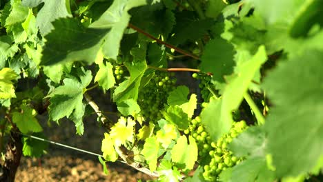 Verdicchio-Vineyard-Grapes-and-leaves-Sunset-Italy-White-Wine