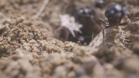 close up footage of ants