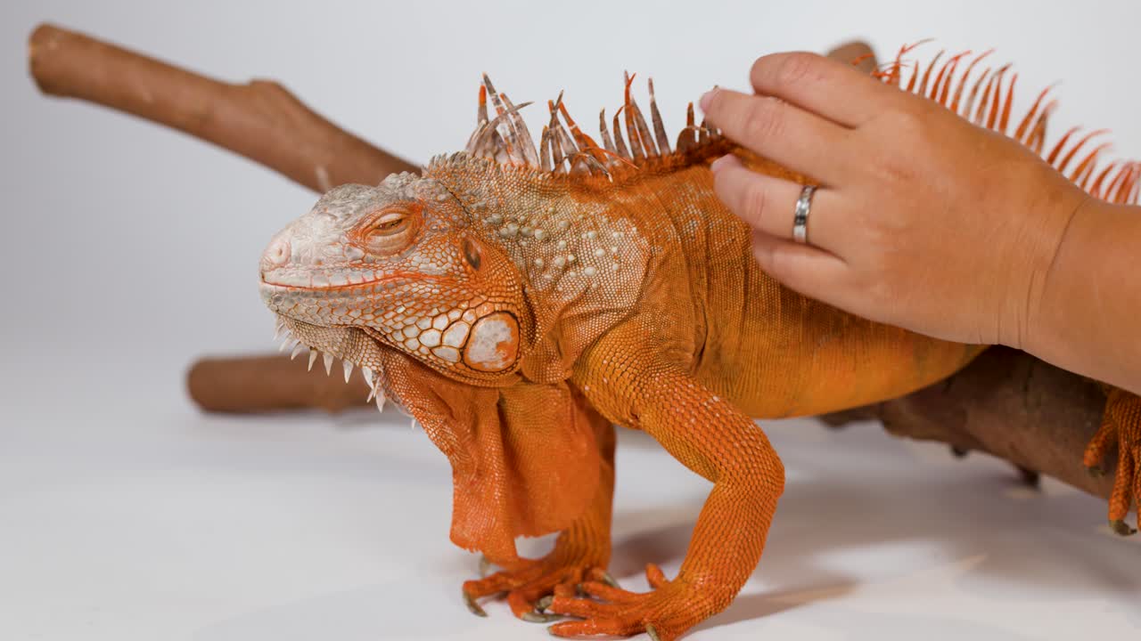 A person's hand gently strokes a vibrant orange iguana resting on a branch against white