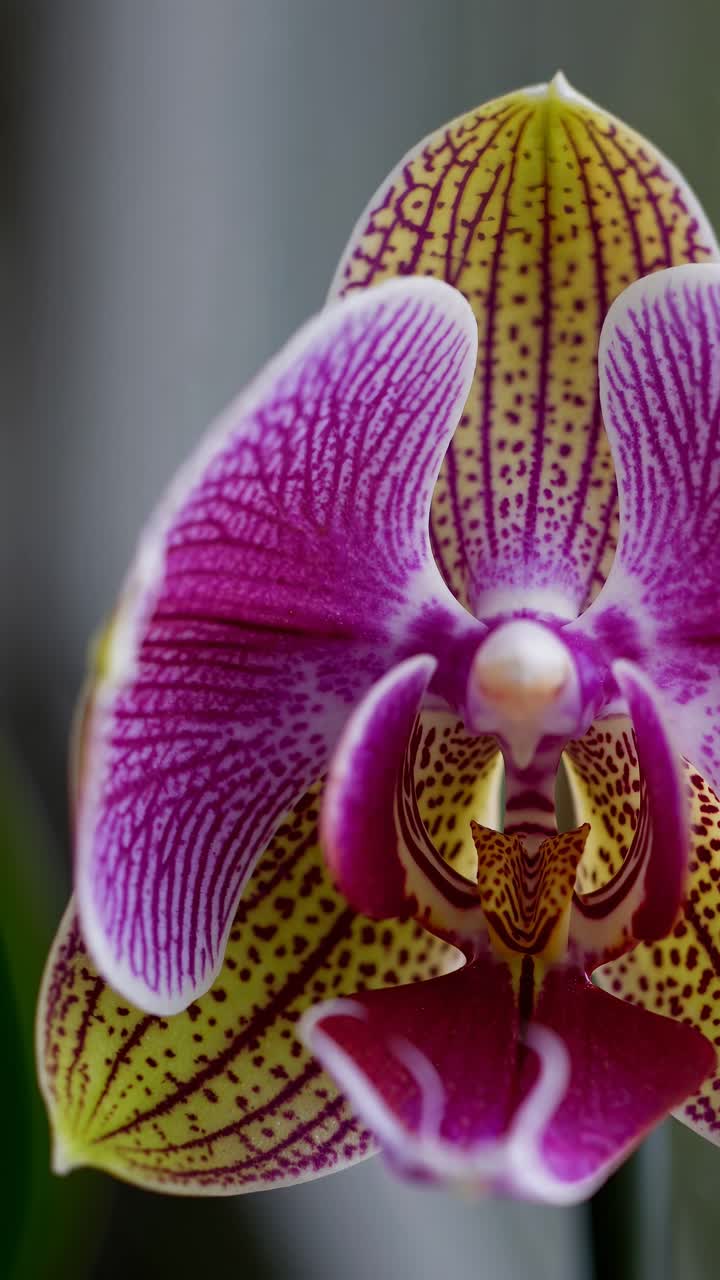 Close-up of a budding flower against a blurred green background, captured from a side angle