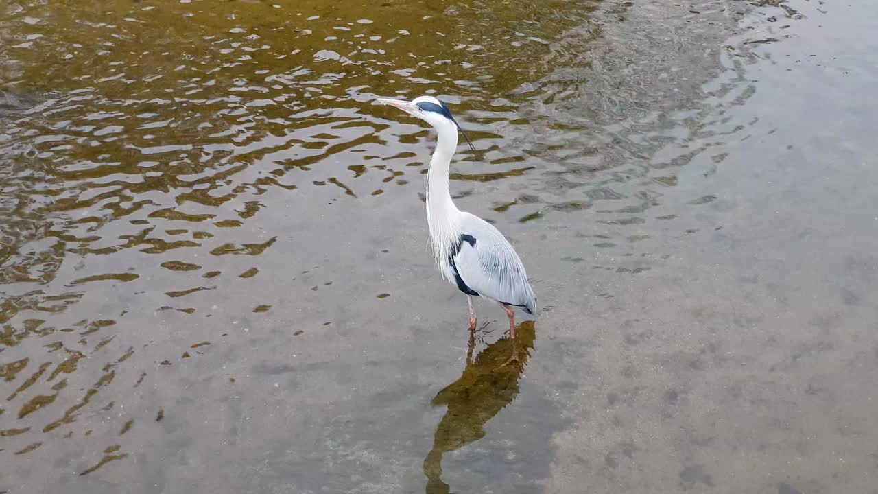 цапля стоит посреди пруда с проточной водой в корее