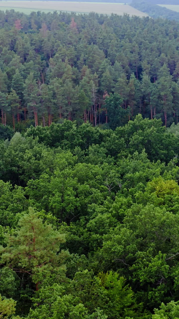 Aerial view of forest. Green tree aerial view of forest