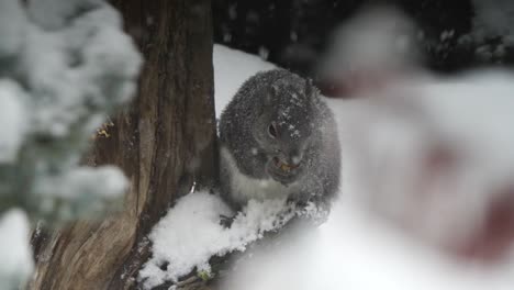 squirrel eating in a snowstorm