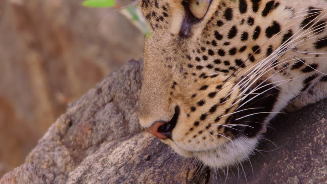 Öğle vakti kuru savanada etrafı süzen leopar kafası.