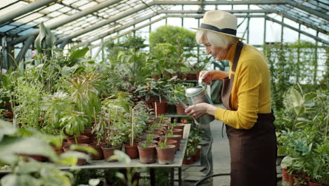 senior woman watering plants in a greenhouse