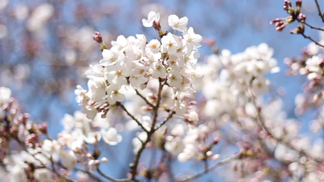 Close ups of the sakura called Shidarezakura in Wakayama, Japan