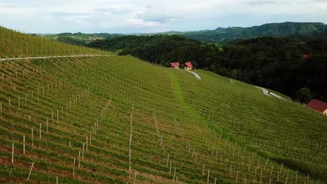 paisaje aéreo toma de vuelo bajo de viñedos en colinas eslovenia europa