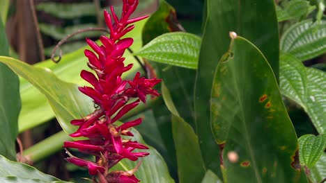 exotic red ginger flower blooming in hawaii tropical jungle, close up