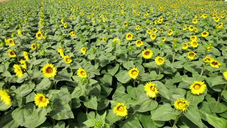 blooming sunflower fields with dense green leaves in springtime in italy