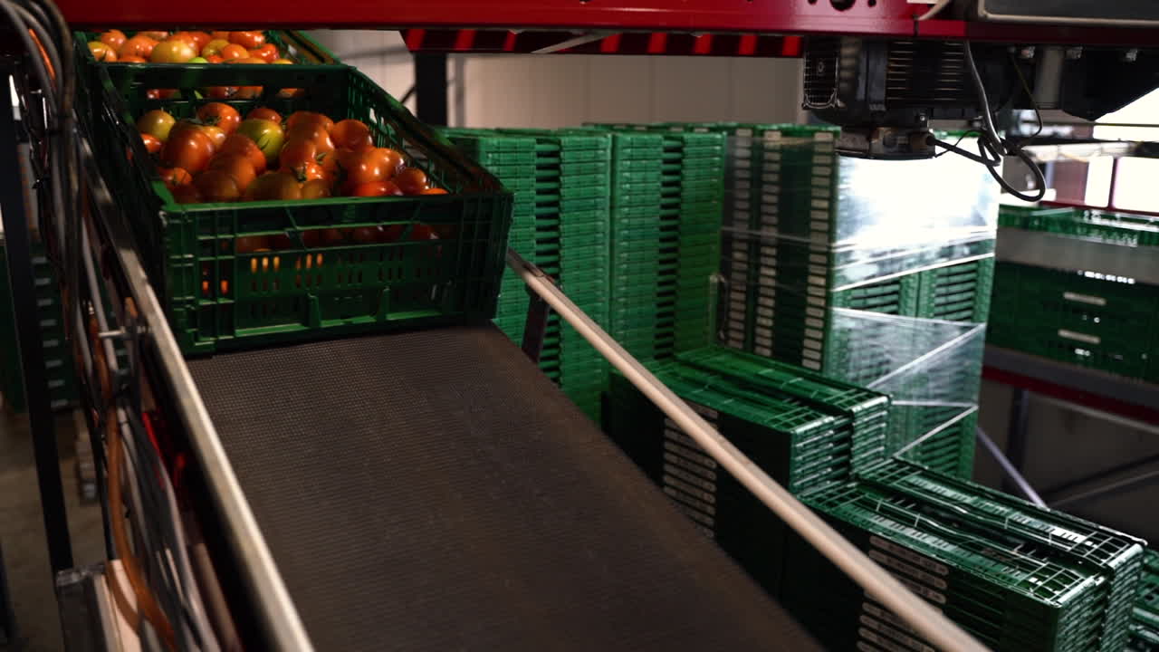 caixas de plástico com tomates rolando através de transportador em fábrica industrial