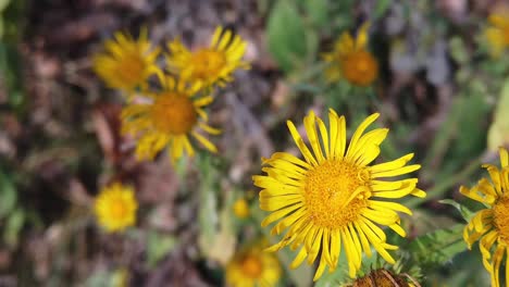 yellow flowers slow motion, early autumn