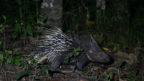 himalayan crestless porcupine, hystrix brachyura, phu khiao wildlife sanctuary, thailand