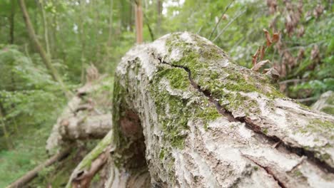 Close-up,-Fallen-tree-and-branches-in-forest-in-Pennsylvania