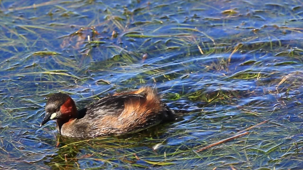 zampullín chico, o dabchick, ave acuática en la superficie del lago lleno de maleza en knysna