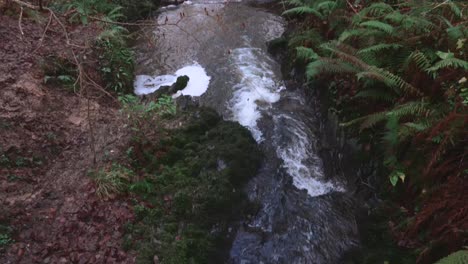 Blick-Vom-Wald-Auf-Den-Fluss