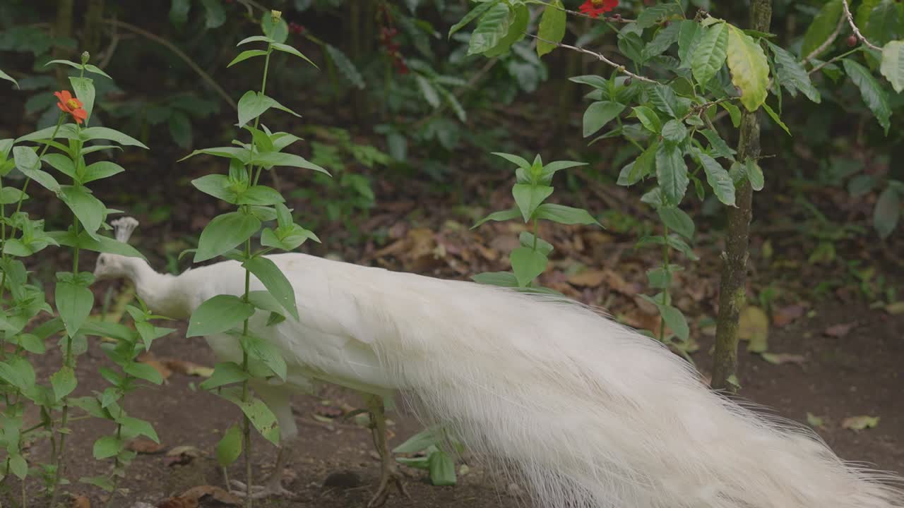 pavo real albino caminando entre plantas
