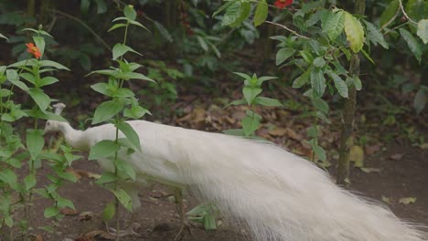 Albino-Pfau,-Der-Zwischen-Pflanzen-Spaziert