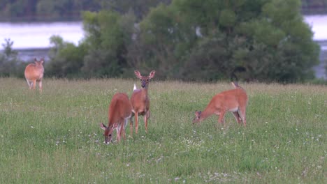 Venado-De-Cola-Blanca-Alimentándose-En-Un-Campo-De-Hierba-A-La-Luz-De-La-Tarde