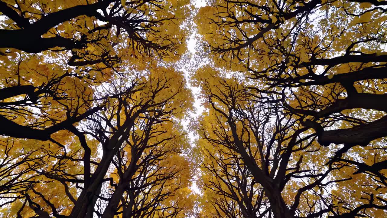 A mesmerizing upward view of autumn trees with golden leaves, captured in a wide-angle shot