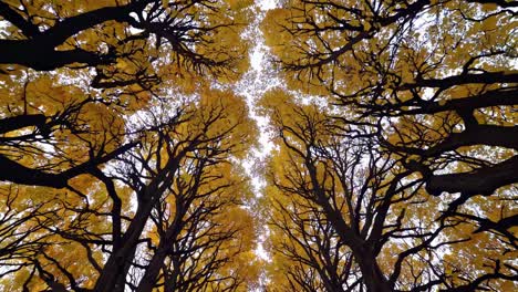 a mesmerizing upward view of autumn trees with golden leaves, captured in a wide-angle shot