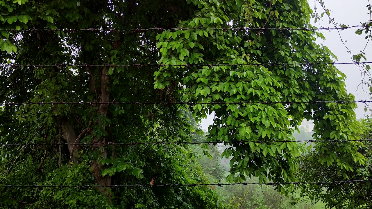 La pioggia cade attraverso alberi verdi lussureggianti e una fitta vegetazione, creando una vegetazione fresca e umida e un'atmosfera naturale nebbiosa, ideale per contenuti su meteo, natura, benessere e come sfondo.