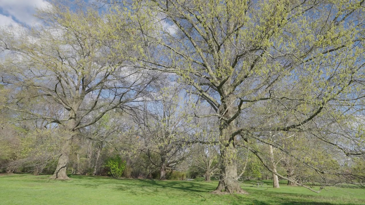Una lenta panoramica cattura grandi alberi decidui che germogliano con nuove foglie verdi in un parco baciato dal sole. Nuvole leggere fluttuano nel cielo blu sopra il paesaggio erboso.