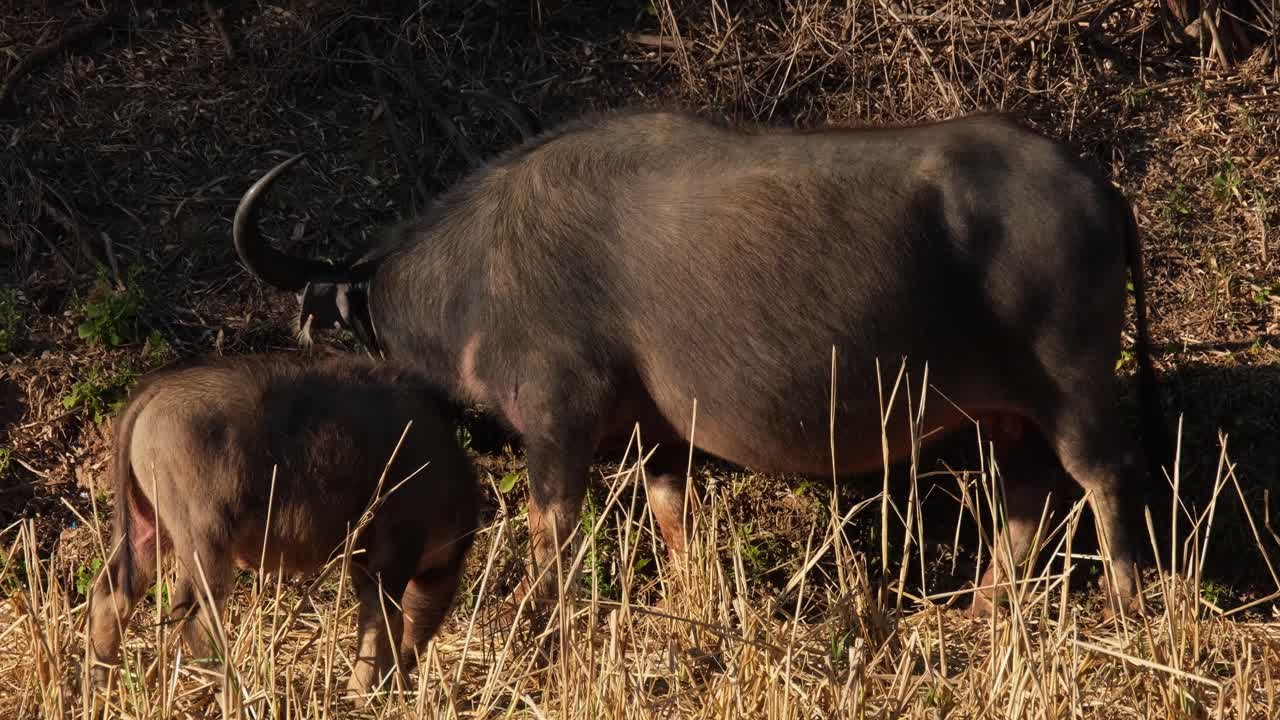 un ternero junto a la madre búfalo visto mientras pastan durante una tarde calurosa, carabaos pastando, búfalo de agua, bubalus bubalis, tailandia