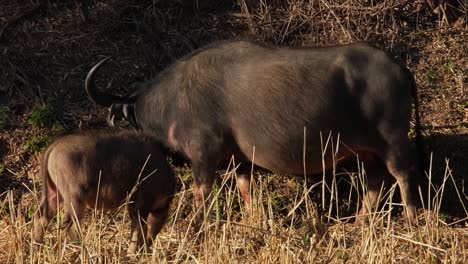 a calf next to the mother buffalo seen as they graze during a hot afternoon, carabaos grazing, water buffalo, bubalus bubalis, thailand