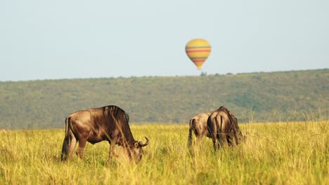 hot air balloon flight ride, flying over wildlife and safari animals with wildebeest on the savanna and plains at sunrise, unique amazing travel experience in masai mara, kenya, africa