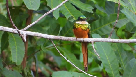 Pájaro-Jacamar-Tropical-Con-Pico-Largo-Posado-En-Una-Rama