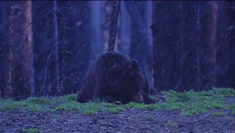 Un-Oso-Camina-A-Través-De-Una-Tormenta-De-Nieve-1