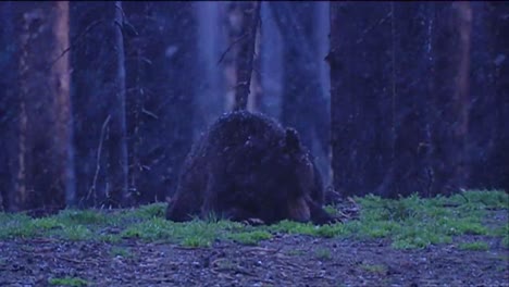 un oso camina a través de una tormenta de nieve 1