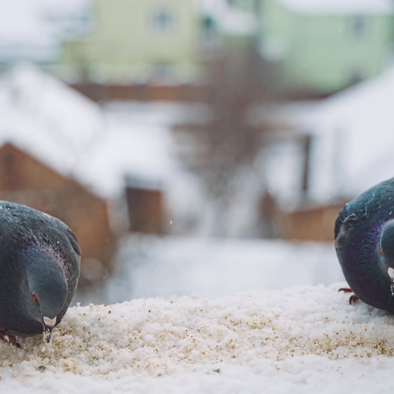 Pigeons feeding on seeds in winter. Birds on the streets of the city.