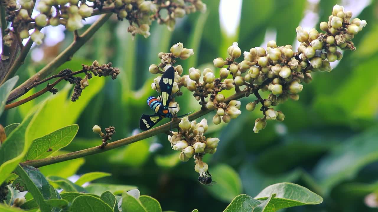 primer plano de la polilla de colores del arco iris bebiendo néctar de las vainas de las flores