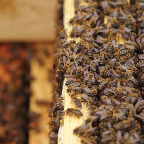 hardworking bees on honeycomb in apiary