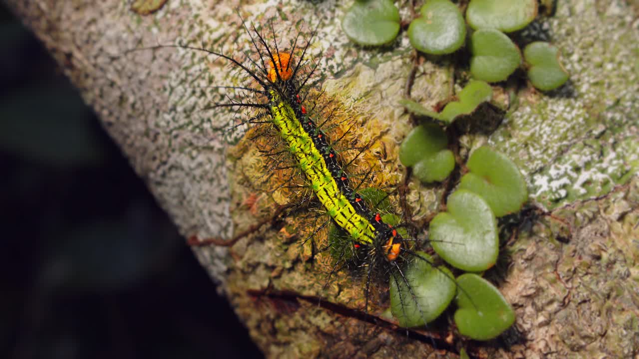 A Moth caterpillar bright green with bold spines from the Saturniidae family crawls in Peru’s rainforest.