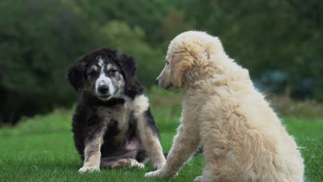 Cachorros-Juguetones-Jugando-Entre-Ellos-En-Un-Prado-Verde-Cerca-Del-Bosque,-Animales-Lindos