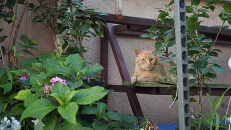 orange tabby cat sitting on a shelf in a garden