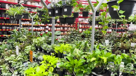 various plants and pots in a store aisle